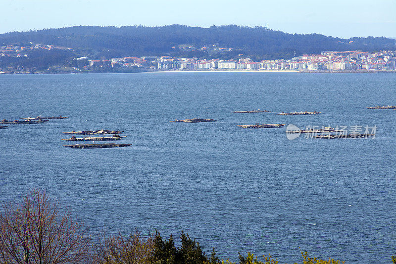 “Bateas”停泊在ria de Pontevedra, rias Baixas，加利西亚，西班牙。